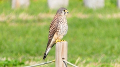 P2340410：チョウゲンボウ