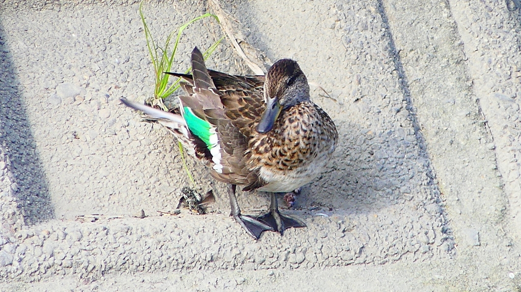 P2390593：コガモ（メス）