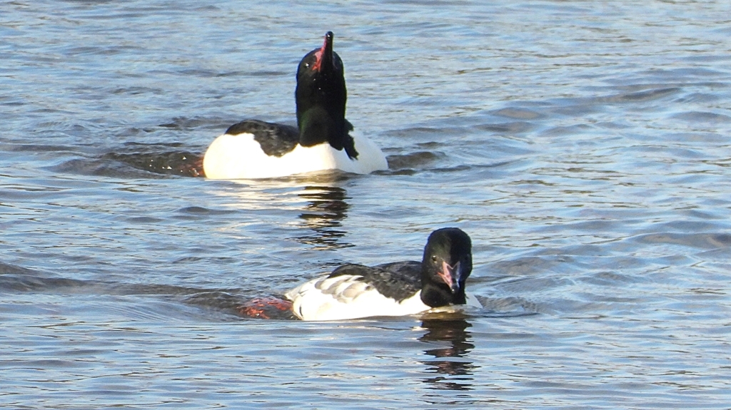 DSCN5295：カワアイサ（オス）