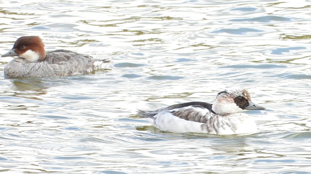 DSCN0384：ミコアイサ