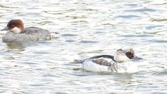 DSCN0384：ミコアイサ