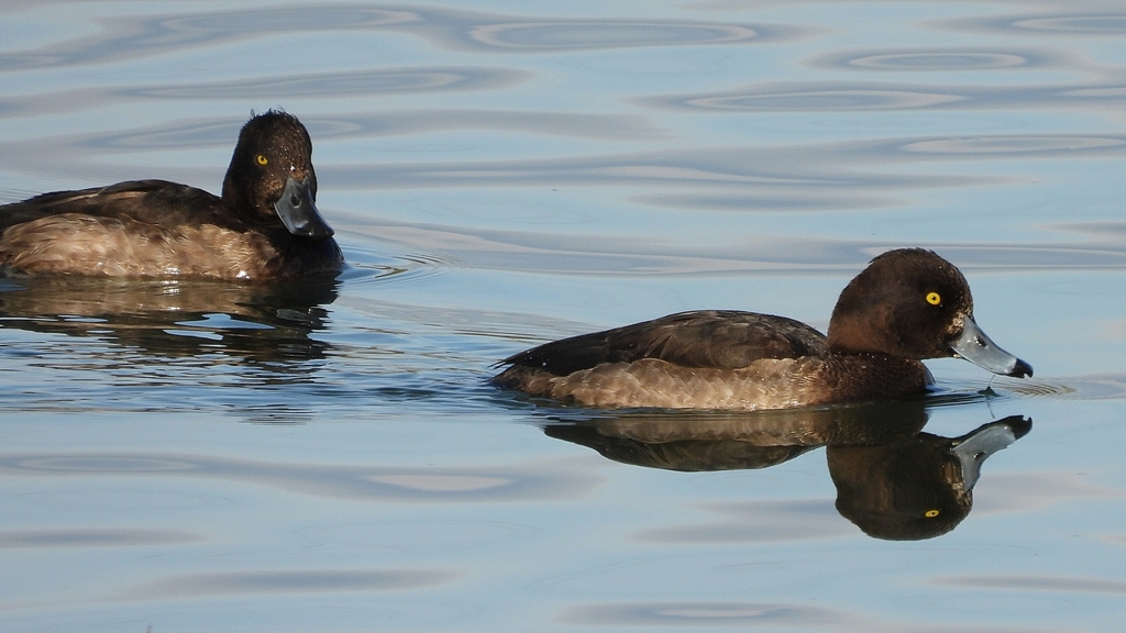 DSCN2893：キンクロハジロ（メス）