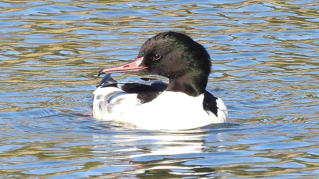 DSCN1964：カワアイサ（オス）