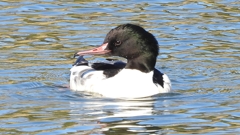 DSCN1964：カワアイサ（オス）