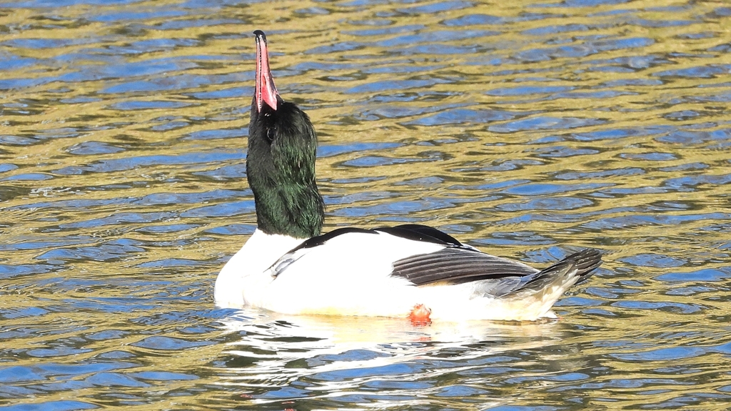 DSCN1870：カワアイサ（オス）