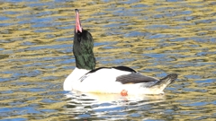 DSCN1870：カワアイサ（オス）