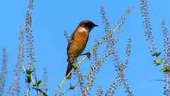 P2310714：ノビタキ