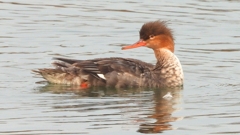 DSCN7213：ウミアイサ