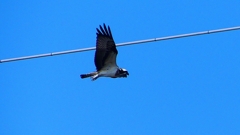 P2270469：飛ぶミサゴ