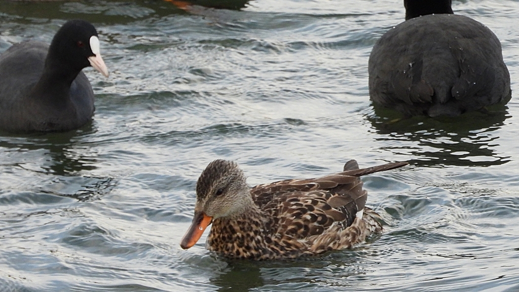 DSCN0629：オカヨシガモ、オオバン