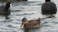DSCN0629：オカヨシガモ、オオバン