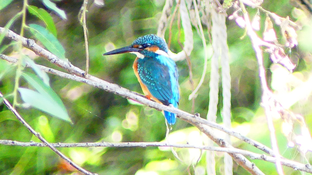 P2290696：カワセミ