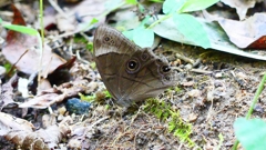 P2250576：クロヒカゲ