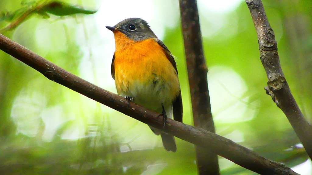 P2320376：ムギマキ（オス若鳥）