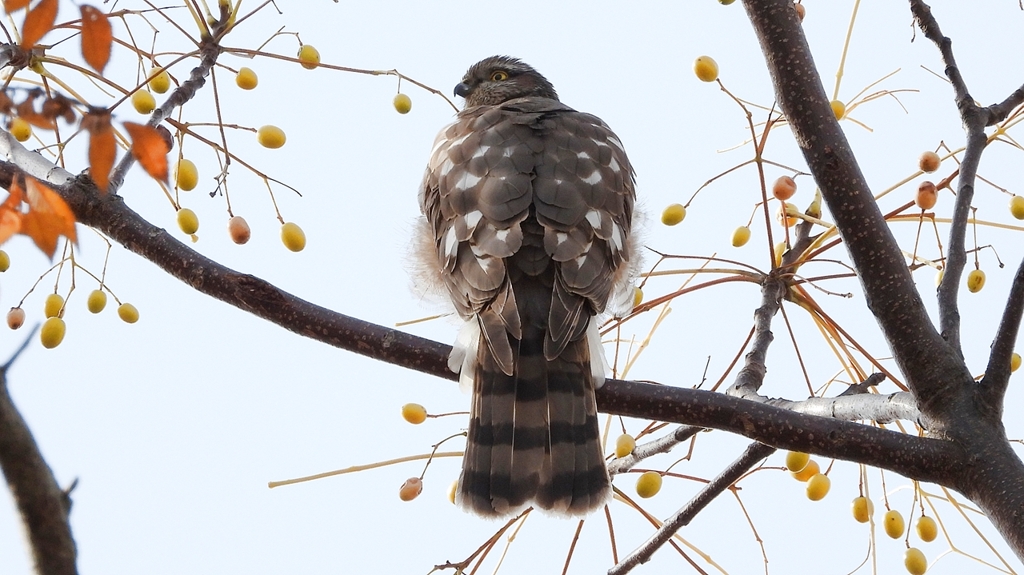 DSCN3073：ハイタカ