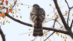 DSCN3073：ハイタカ