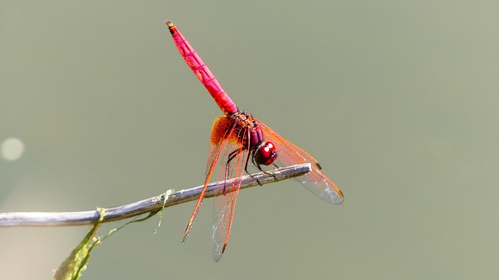 P2300698：ベニトンボ（オス）