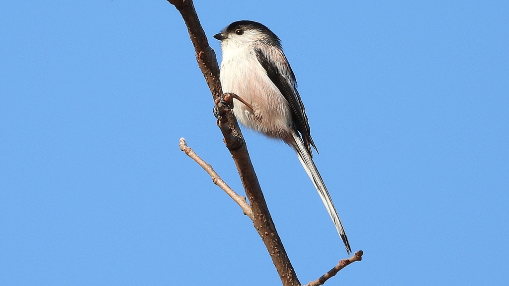 DSCN6004：エナガ