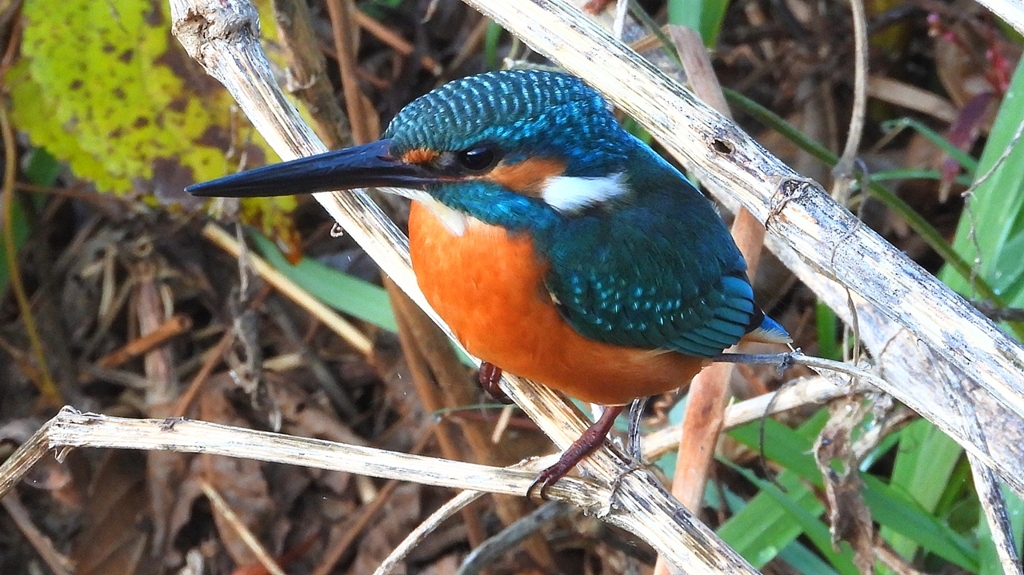 DSCN5157：カワセミ（オス）