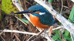 DSCN5157：カワセミ（オス）