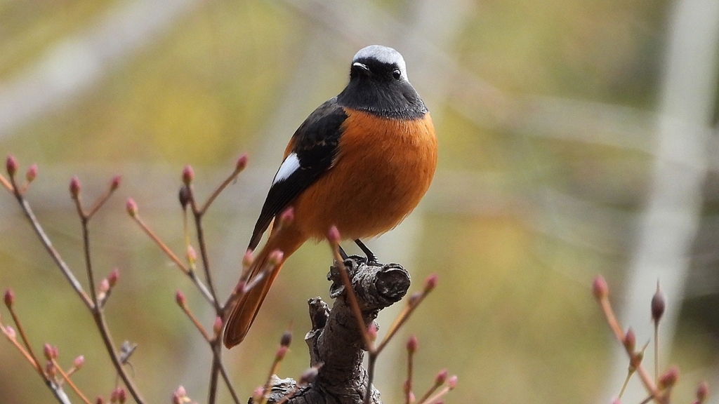 DSCN6183：ジョウビタキ（オス）