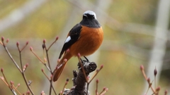 DSCN6183：ジョウビタキ（オス）