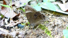 P2250566：クロヒカゲ