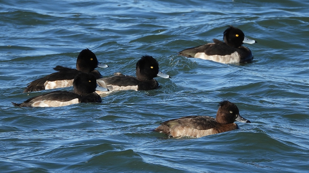 DSCN0917：キンクロハジロ