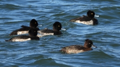 DSCN0917：キンクロハジロ