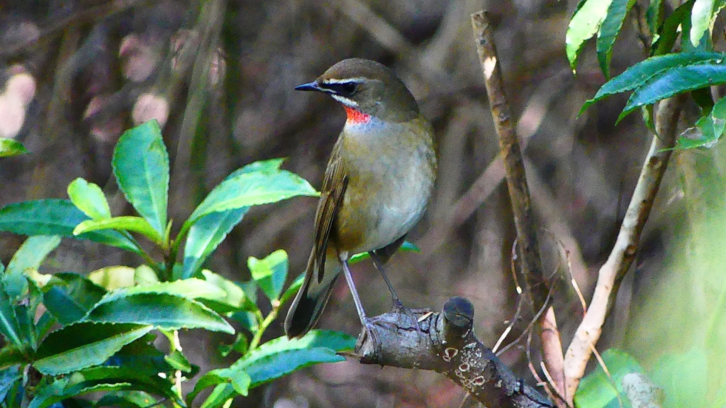 P2300904：ノゴマ（オス）