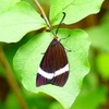 P2260260：ホタルガ