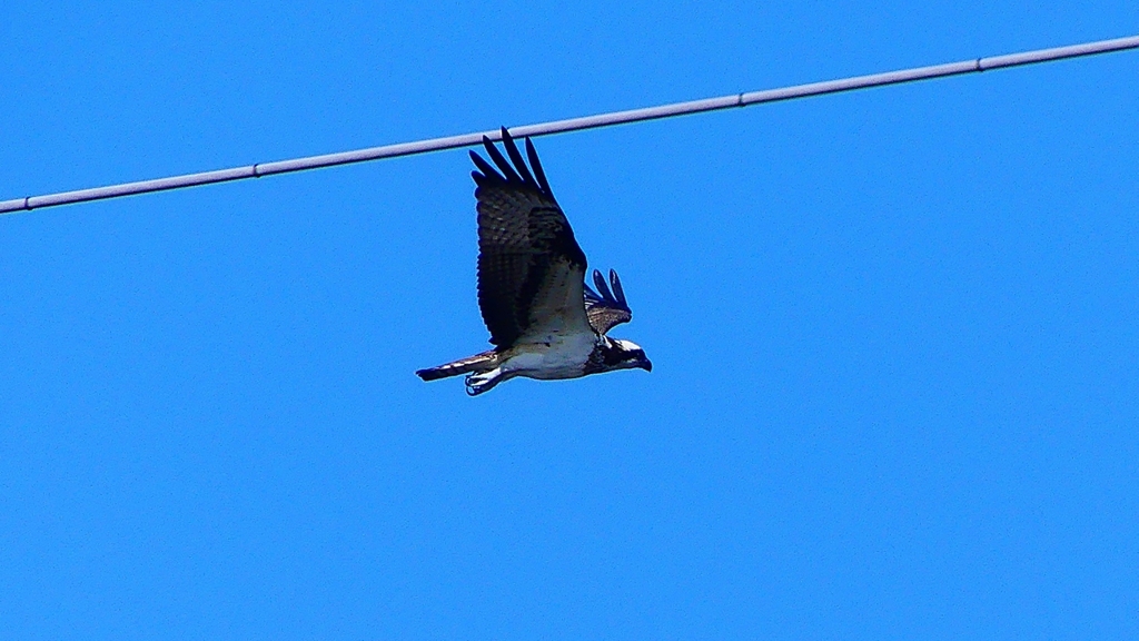P2270465：飛ぶミサゴ