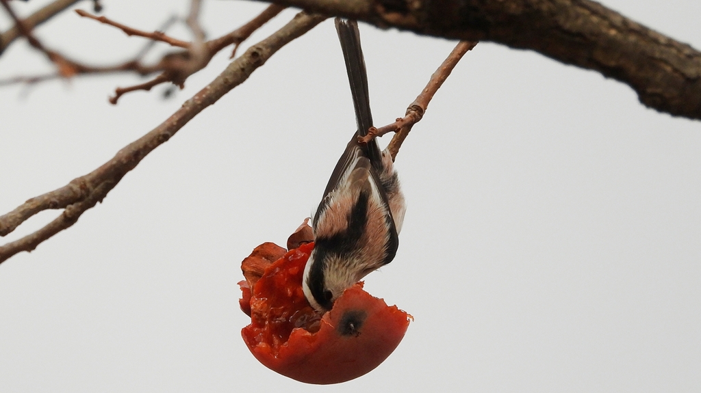 DSCN8568：エナガ