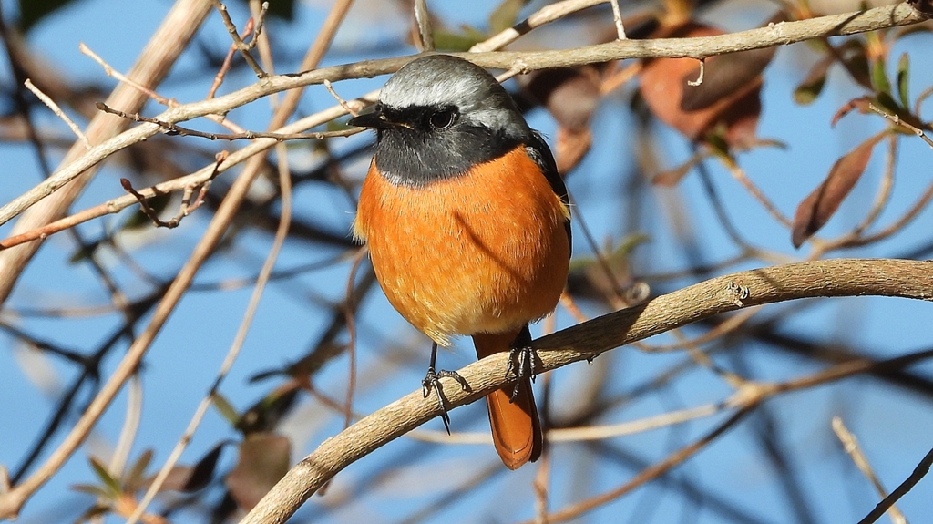 DSCN8371：ジョウビタキ（オス）