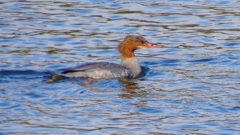 P2390226：カワアイサ（メス）