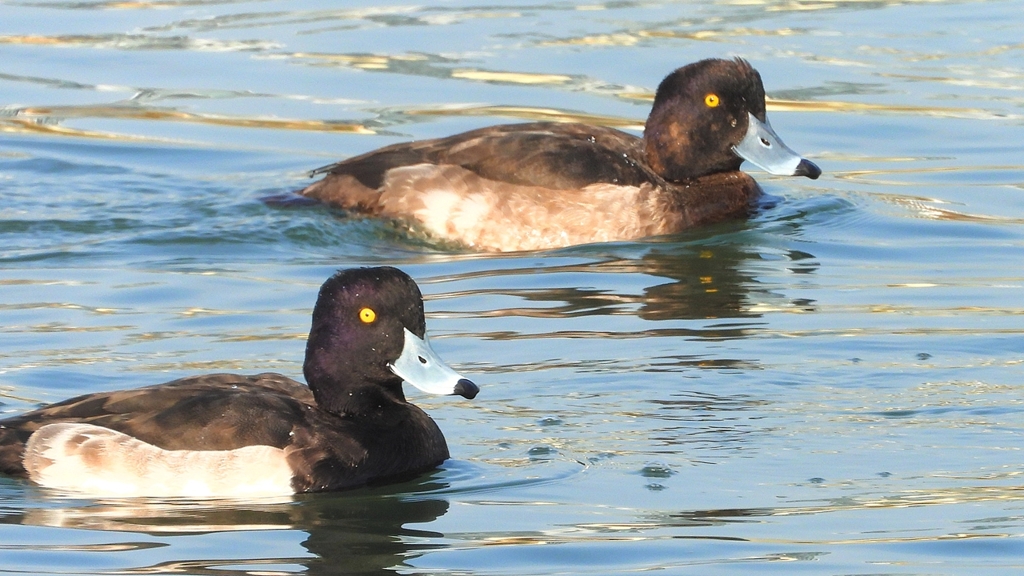 DSCN4170：キンクロハジロ