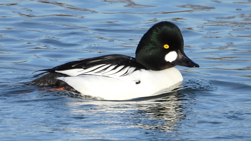 DSCN2497：ホオジロガモ（オス）