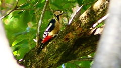 P2250377：アカゲラ（メス）