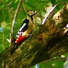 P2250377：アカゲラ（メス）