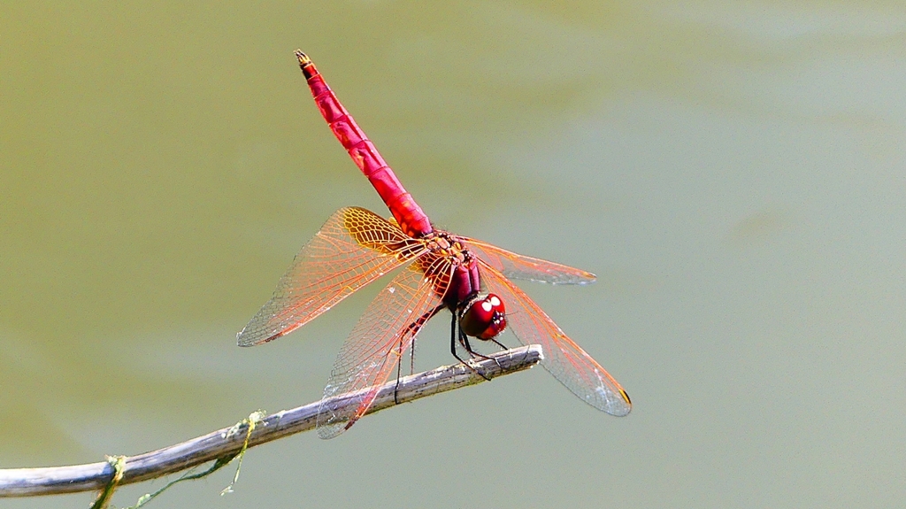 P2300790：ベニトンボ（オス）