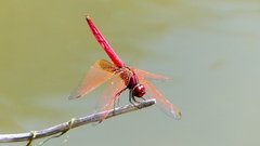 P2300790：ベニトンボ（オス）