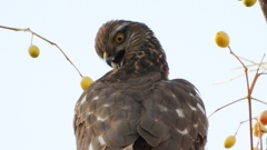 DSCN3002：ハイタカ