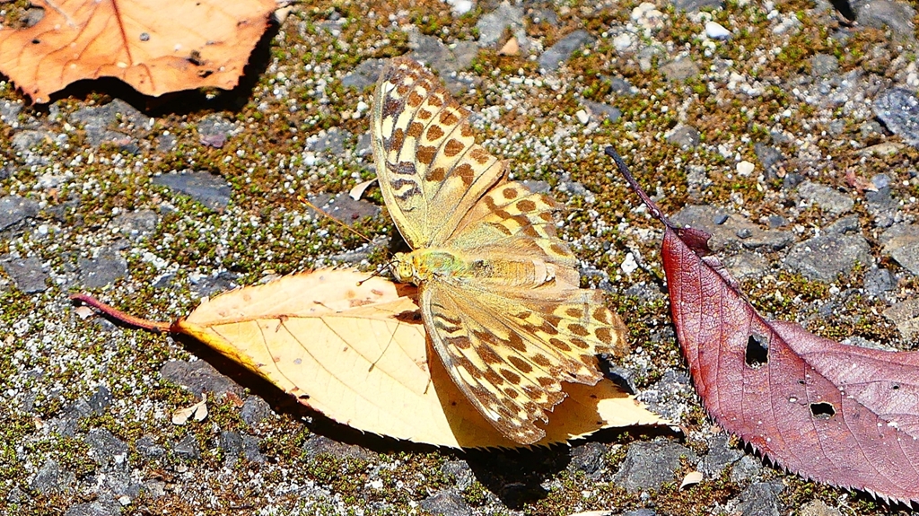 P2260426：ミドリヒョウモン