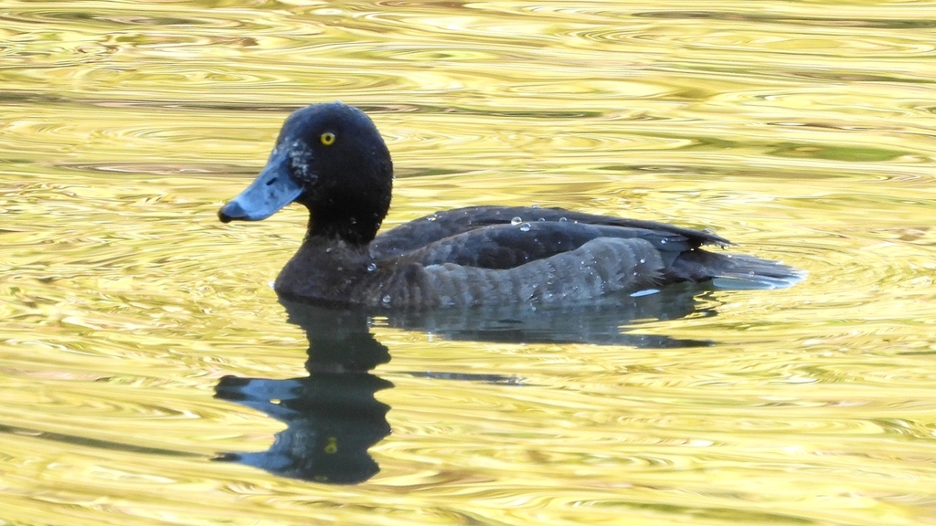 DSCN5086：キンクロハジロ