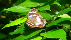 P2260475：メスグロヒョウモン