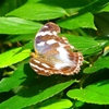 P2260475：メスグロヒョウモン