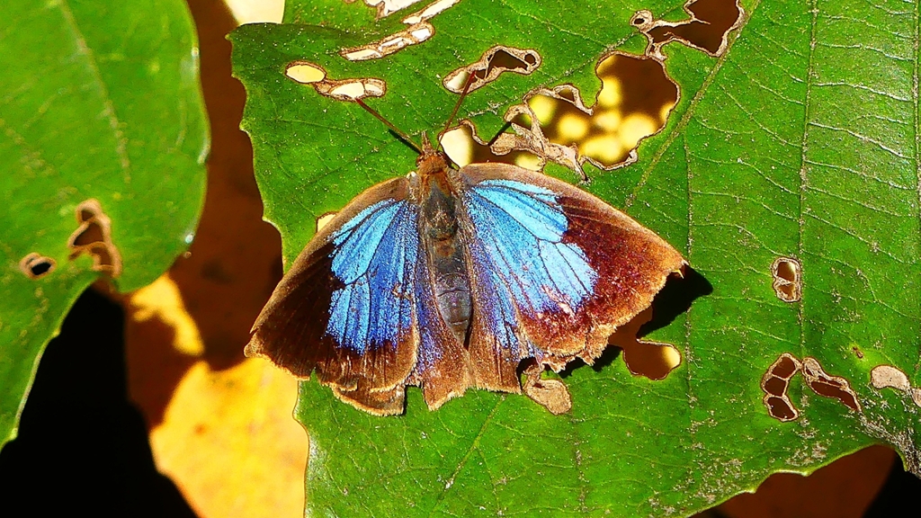 P2400518：ムラサキシジミ