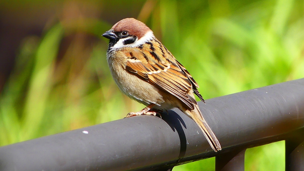 P2340252：スズメ