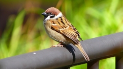 P2340252：スズメ