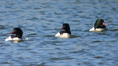 DSCN5814：カワアイサ